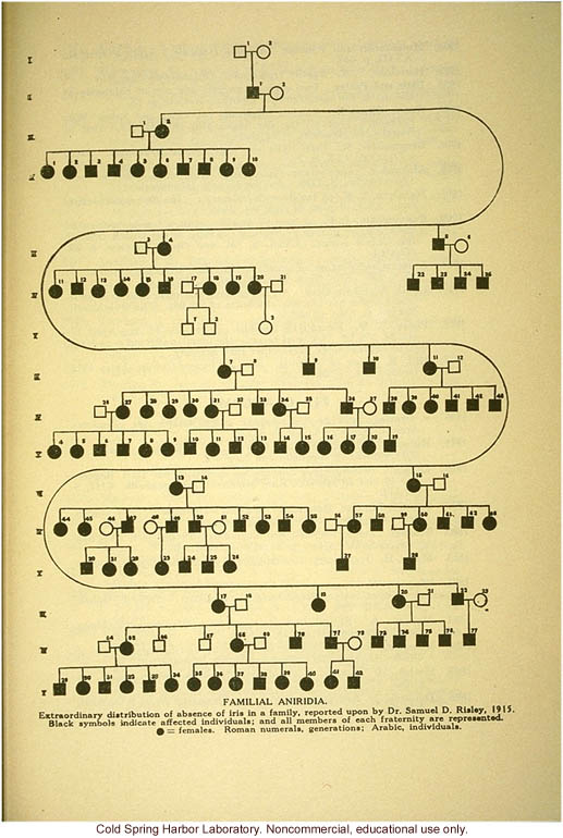 Pedigree: &quote;Familial aniridia&quote;