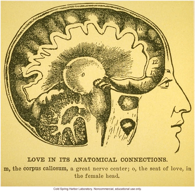 &quote;Love in its anatomical connections&quote;