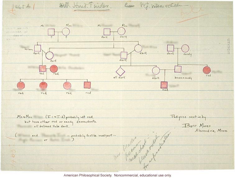 Pedigree of red hair family