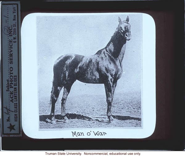 Man O' War, about horse genetics