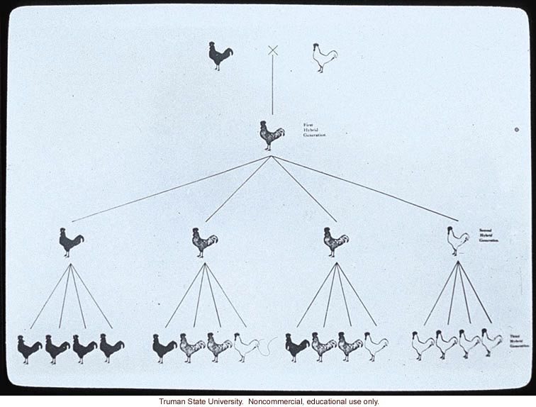 Heredity of color in Anadalusian fowl, about chicken genetics