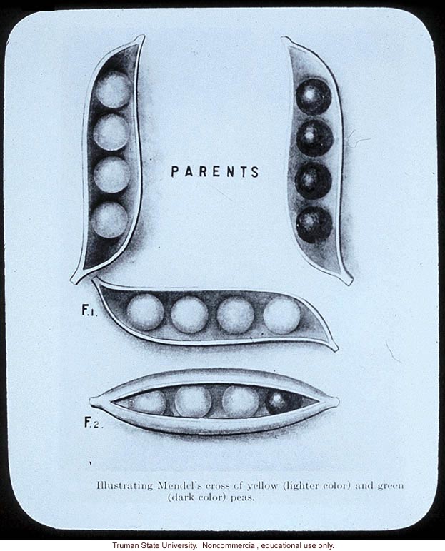 &quote;Illustrating Mendel's cross of yellow and green peas&quote;