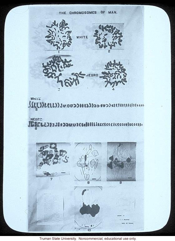 &quote;The chromosomes of man,&quote;  by T.S. Painter