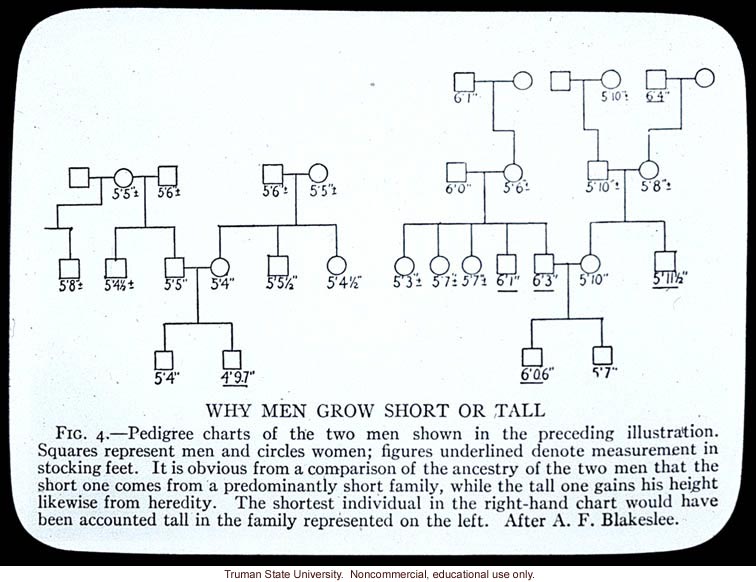 Pedigree: &quote;Why men grow short or tall&quote;