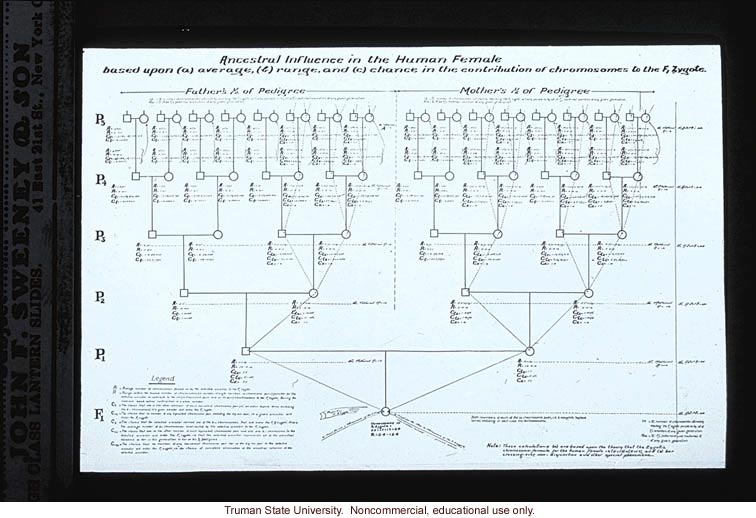 Pedigree: &quote;Ancestral influence in the human female&quote;