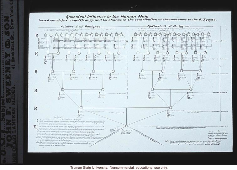 Pedigree: &quote;Ancestral influence in the human male&quote;