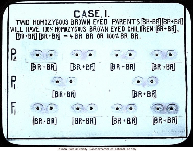 &quote;Case I: 2 homozygous brown eyed parents will have 100% homozygous brown eyed children&quote;