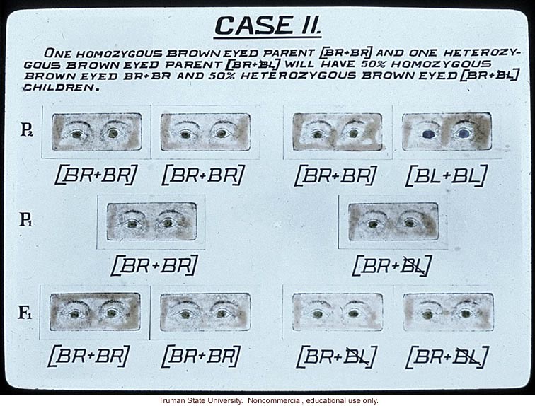 &quote;Case II: homozygous brown eyed parent and heterozygous brown eyed parent will have...&quote;