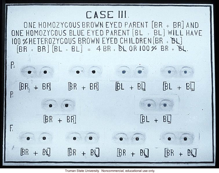 &quote;Case III: one homozygous brown eyed parent and one homozygous blue eyed parent will have 100% heterozygous brown eyed children&quote;