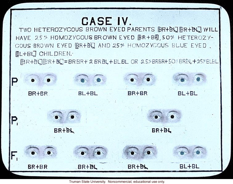 &quote;Case IV: two heterozygous brown eyed parents will have 25% homozgyous brown eyed, 50% heterozygous brown eyed and 25% homozygous blue eyed children&quote;