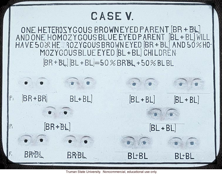 &quote;Case V: one heterozygous brown eyed and one homozygous blue eyed parent will have 50% heterozygous brown eyed and 50% homozygous blue eyed children&quote;